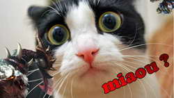 Роналду с 260 млн долларов – 1-й по доходам среди спортсменов в 2025-м. Месси – 3-й, Леброн – 5-й, Бензема – 6-й, Хэмилтон – 11-й, Мбаппе – 12-й, Ферстаппен – 15-й, Махоумс – 17-й (Sportico)